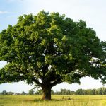 Može li drveće komunicirati?
